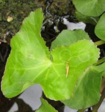 Caltha palustris - Upper surface of leaf blade - Click to enlarge!