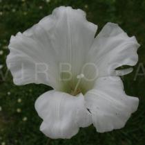 Calystegia sepium - Flower - Click to enlarge!