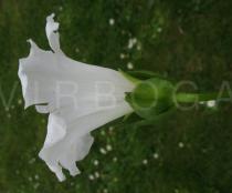 Calystegia sepium - Flower, side view - Click to enlarge!