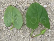 Calystegia sepium - Upper and lower surface of leaf - Click to enlarge!