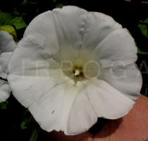 Calystegia silvatica - Flower - Click to enlarge!