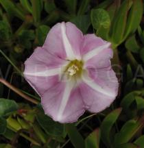 Calystegia soldanella - Flower - Click to enlarge!