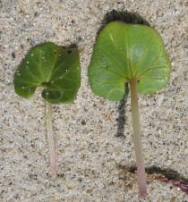 Calystegia soldanella - Upper and lower surface of leaf - Click to enlarge!