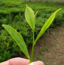 Camellia sinensis - Young leaves - Click to enlarge!