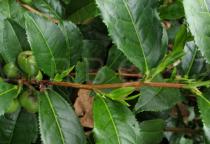 Camellia sinensis - Leaf insertion - Click to enlarge!