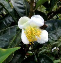 Camellia sinensis - Flower - Click to enlarge!
