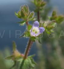 Campanula erinus - Flower - Click to enlarge!