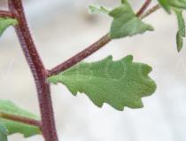 Campanula erinus - Upper surface of leaf - Click to enlarge!