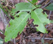 Camptosema coriaceum - Leaf - Click to enlarge!