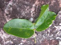 Camptosema coriaceum - Upper surface of leaf - Click to enlarge!