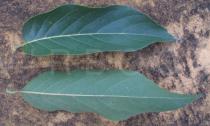 Cananga odorata - Upper and lower surface of leaf - Click to enlarge!