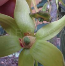 Cananga odorata - Flower, close-up - Click to enlarge!