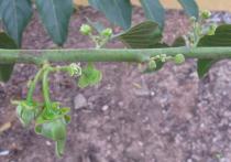 Cananga odorata - Flower buds - Click to enlarge!
