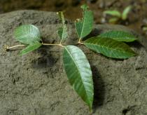 Canarium denticulatum - Upper surface of leaf - Click to enlarge!
