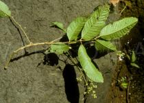 Canarium denticulatum - Lower surface of leaf - Click to enlarge!