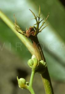 Canarium denticulatum - Stipules and flower buds - Click to enlarge!