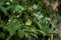 Canarium denticulatum - Foliage - Click to enlarge!