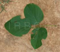 Canavalia ensiformis - Upper surface of leaf - Click to enlarge!