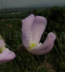 Canavalia ensiformis - Flowers - Click to enlarge!