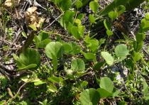 Canavalia rosea - Habit - Click to enlarge!