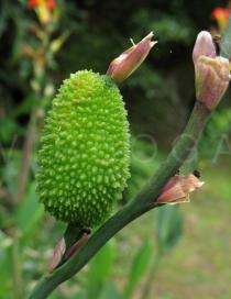 Canna indica - Ripening pod - Click to enlarge!