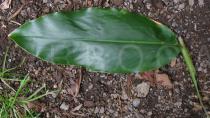 Canna indica - Upper leaf surface - Click to enlarge!
