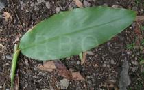 Canna indica - Lower side of leaf - Click to enlarge!