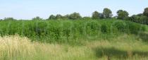 Cannabis sativa - Field crop - Click to enlarge!