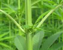Cannabis sativa - Leaf insertion - Click to enlarge!