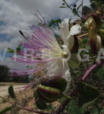 Capparis spinosa - Flower, side view - Click to enlarge!