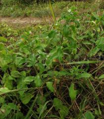 Capraria biflora - Habit - Click to enlarge!