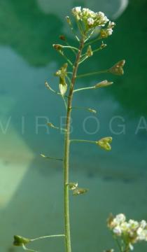 Capsella bursa-pastoris - Inflorescence - Click to enlarge!