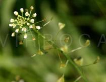 Capsella bursa-pastoris - Inflorescense - Click to enlarge!