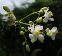 Cardiospermum grandiflorum - Flower - Click to enlarge!