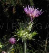 Carduus pycnocephalus - Flower head - Click to enlarge!