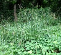 Carex pendula - Habit - Click to enlarge!