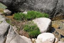 Carex riparia - Habit - Click to enlarge!
