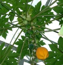 Carica papaya - Ripe fruit - Click to enlarge!