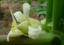 Carica papaya - Female flower, side view - Click to enlarge!