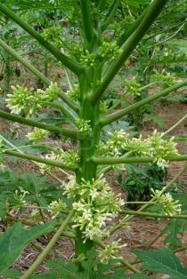 Carica papaya - Male flowers - Click to enlarge!