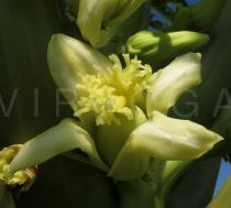 Carica papaya - Female flower - Click to enlarge!