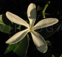 Carissa macrocarpa - Flower - Click to enlarge!