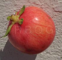 Carissa macrocarpa - Fruit - Click to enlarge!