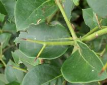 Carissa spinarum - Thorns - Click to enlarge!