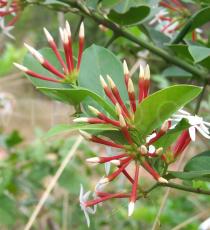 Carissa spinarum - Flower buds - Click to enlarge!
