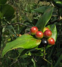 Carissa spinarum - Fruits - Click to enlarge!