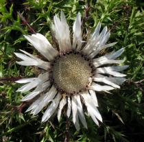 Carlina acaulis - Flower head - Click to enlarge!