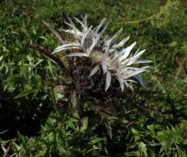 Carlina acaulis - Flower head, side view - Click to enlarge!