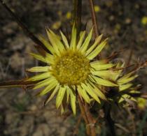 Carlina racemosa - Flowerhead - Click to enlarge!
