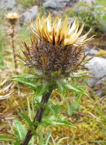 Carlina vulgaris - Flower head bud, side view - Click to enlarge!